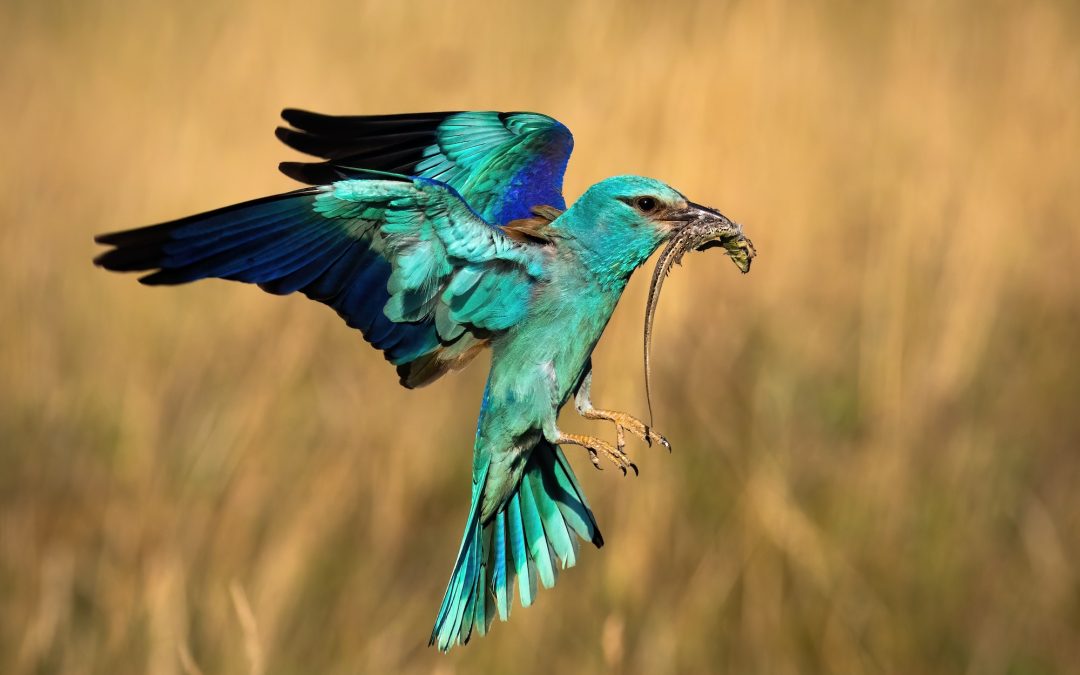 Colorful european roller hovering in flight in spring