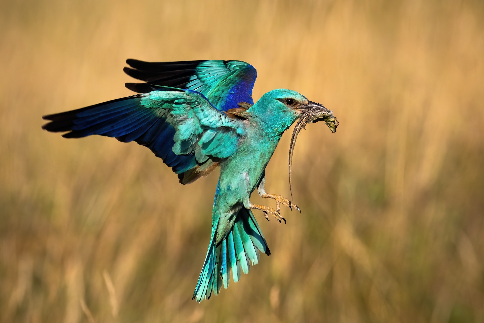 Colorful european roller hovering in flight in spring
