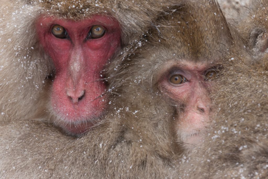 Japanese macaques, Honshu Island, Japan