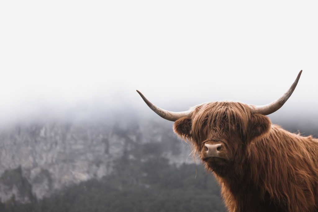 Scottish Highland Cow, Switzerland