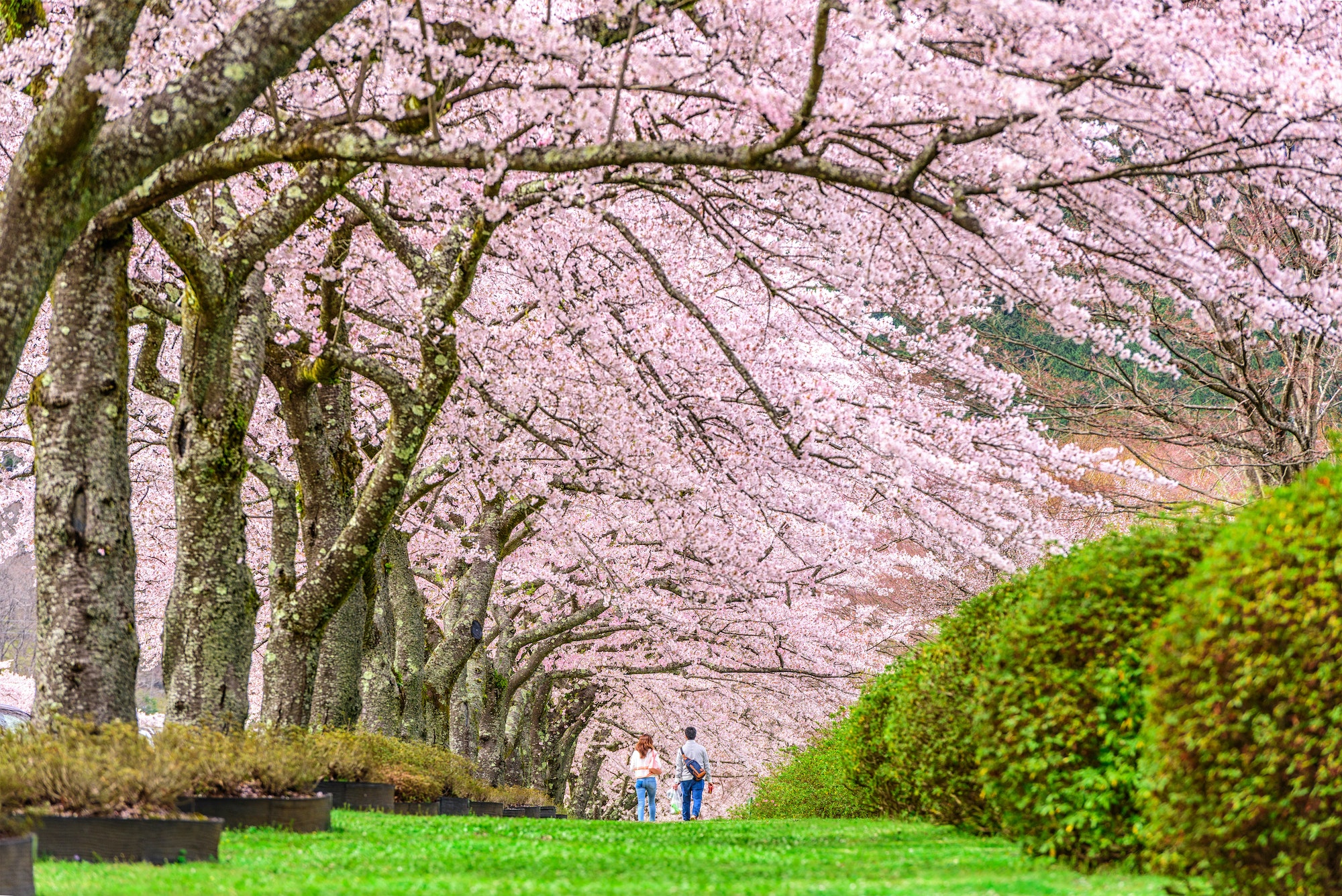 Shizuoka, Japan in Spring