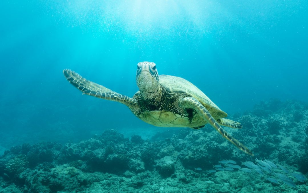 Turtle Swimming In Sea At Hawaii